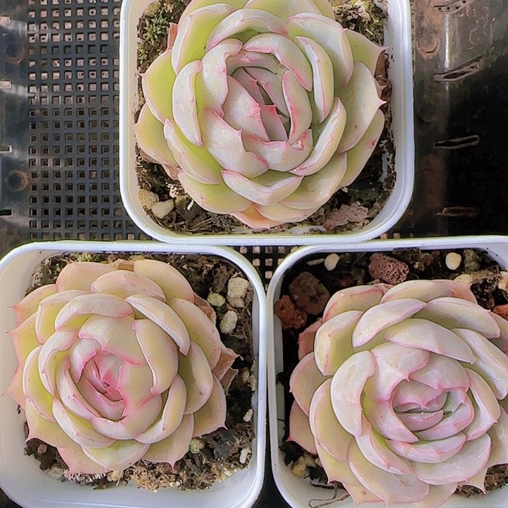 花时光精品多肉32