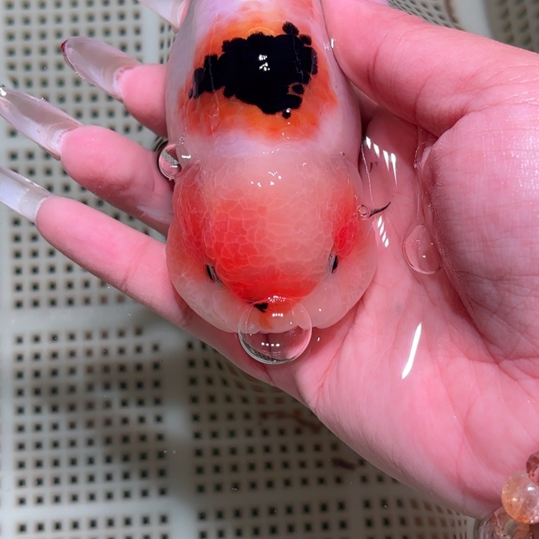 .***.金鱼拍包装包邮，不拍包装运费到付