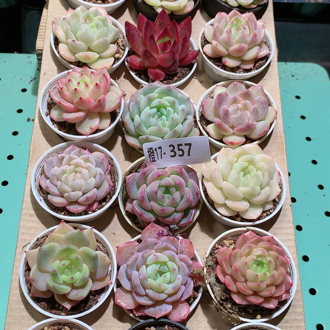 17-357一物一拍带盆18颗