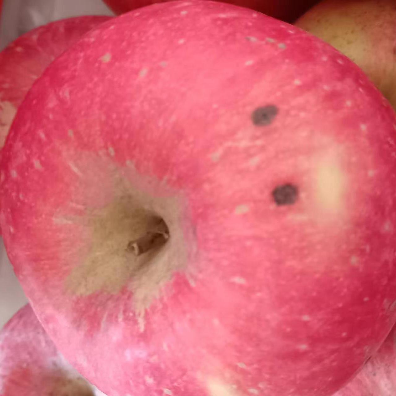 【诚信生态果农】山东烟台瑕疵红富士苹果净重4.5/8.5斤脆爽酸甜