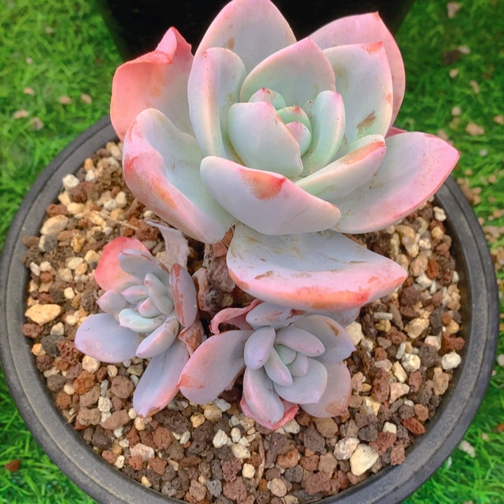 福***?多肉乐园精品奶茶