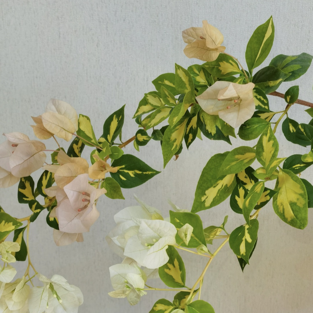 【金心黄白】四季开花勤（落花落叶不售后一个月内换盆不售后）哇塞3