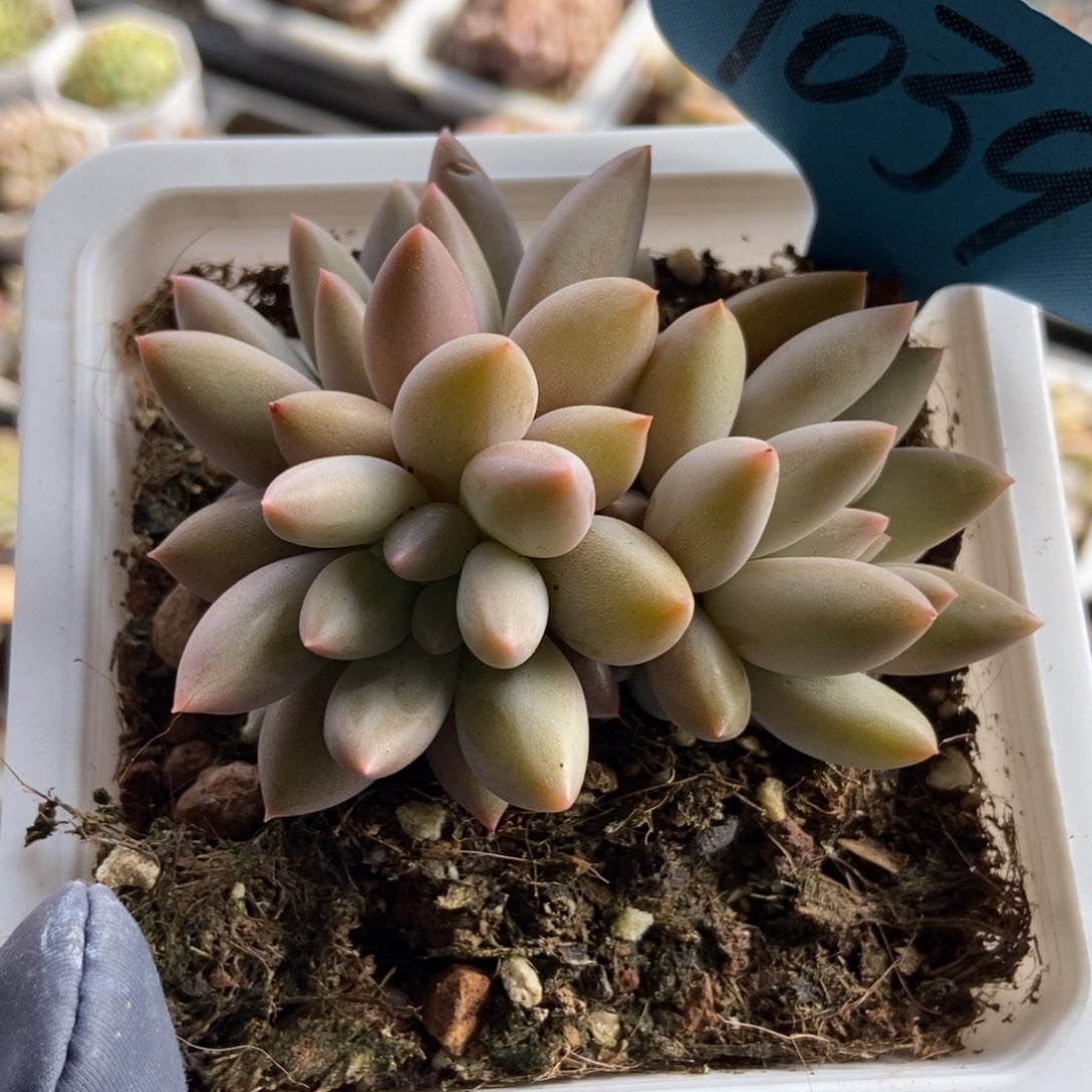 1039车里子多肉植物