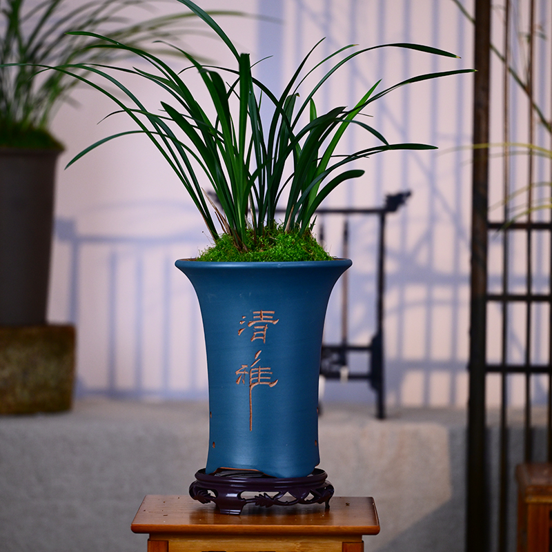 建兰铭品【小国魂】逸红双娇紫砂盆栽好种好室内外易养活盆栽