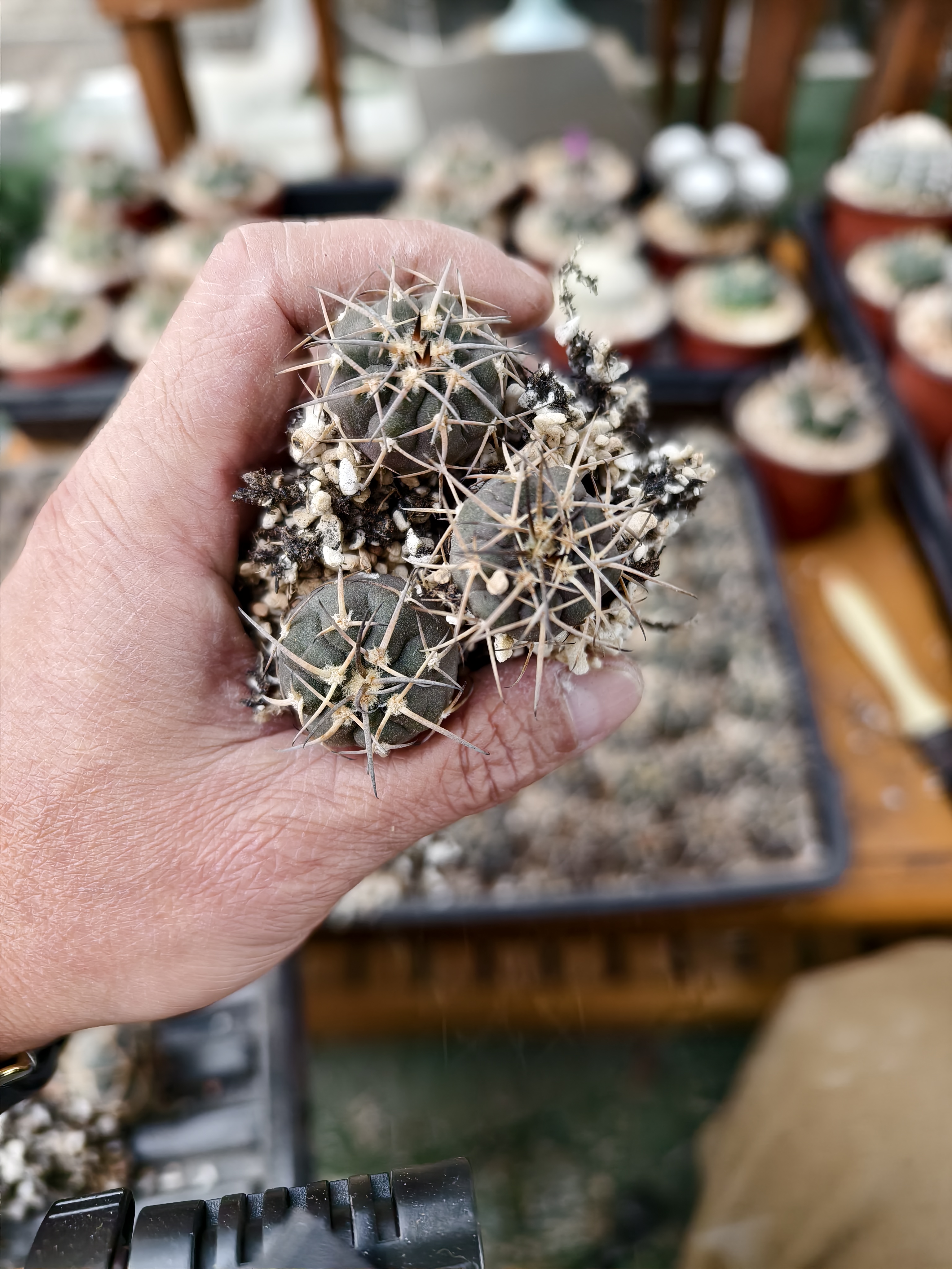 仙人球，裸鄂属，天平丸，3个实生小苗，2.5CM+随机发货，