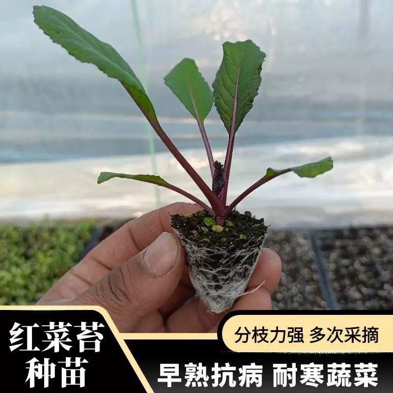 红菜苔秧苗菜心蔬菜苗传统红菜苔苗秋冬菜秧苗早熟红菜苔苗高营养