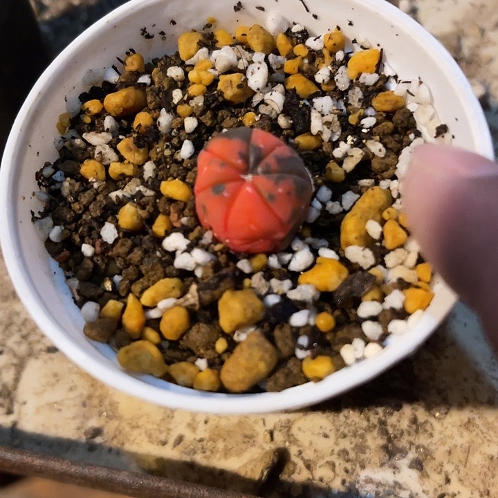 满38包邮2天凑单，脱土晾根发货多肉植物实生的兜锦