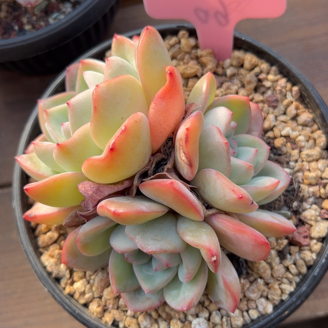 泡芙特价11111111111