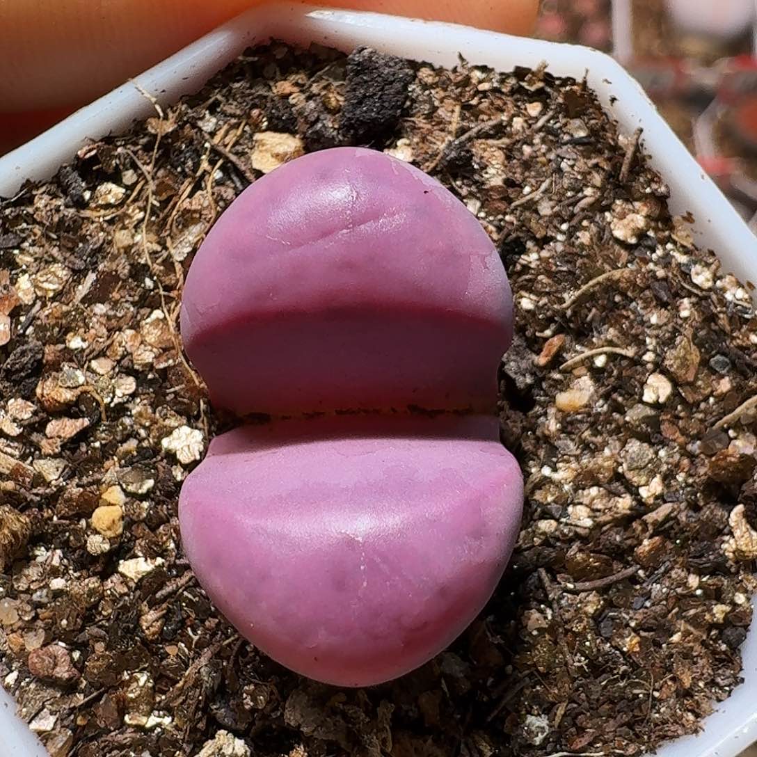 生石花1211211。   280