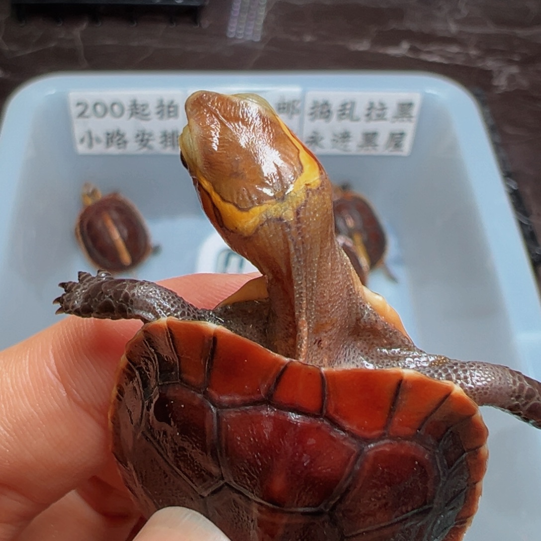 母绿毛龟皖南wc史上超强联