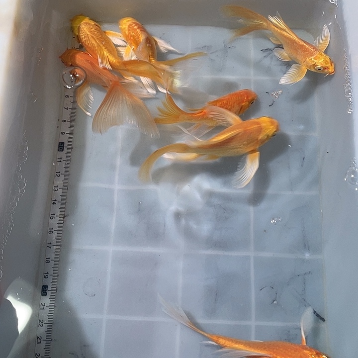 蝴蝶鲤鱼渔场直发43