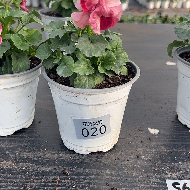 王***臭当前无花朵，栽培后可花朵020号