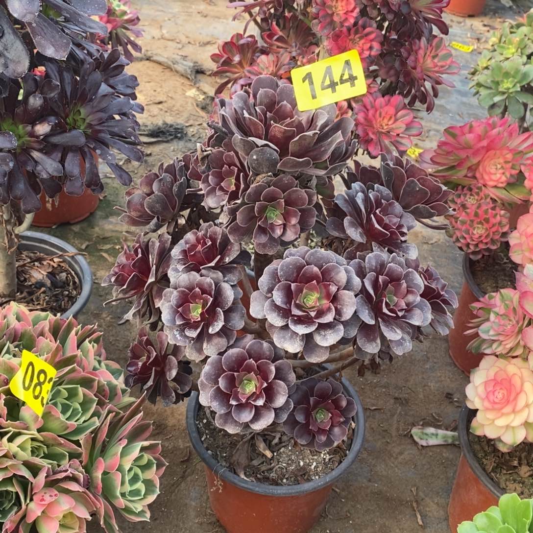 月*噢紫多肉法师144