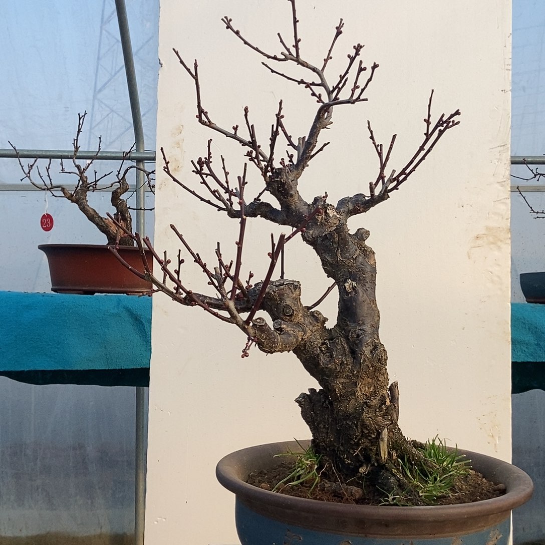 全部花苞20年野梅嫁接乌梅