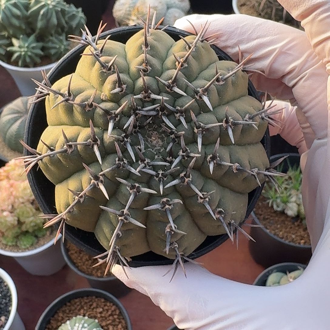 黑刺风头仙人球123