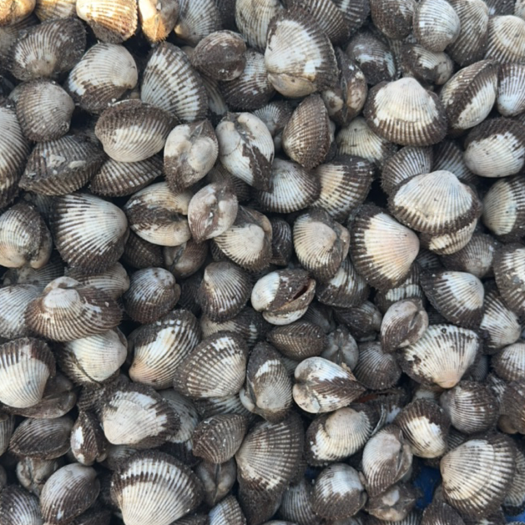 自家渔船 汉沽本地毛蚶子 麻蛤