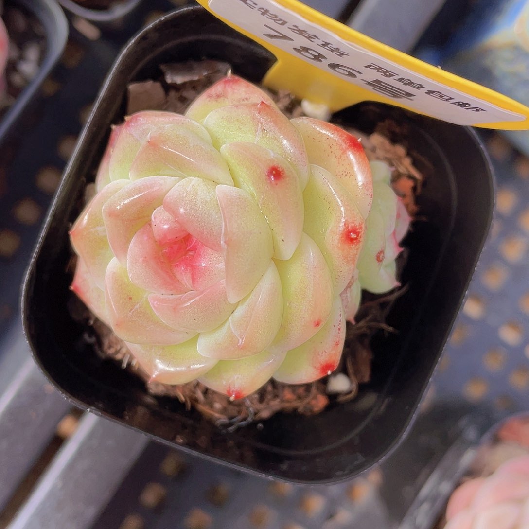 786号 白桃汽水双头一个