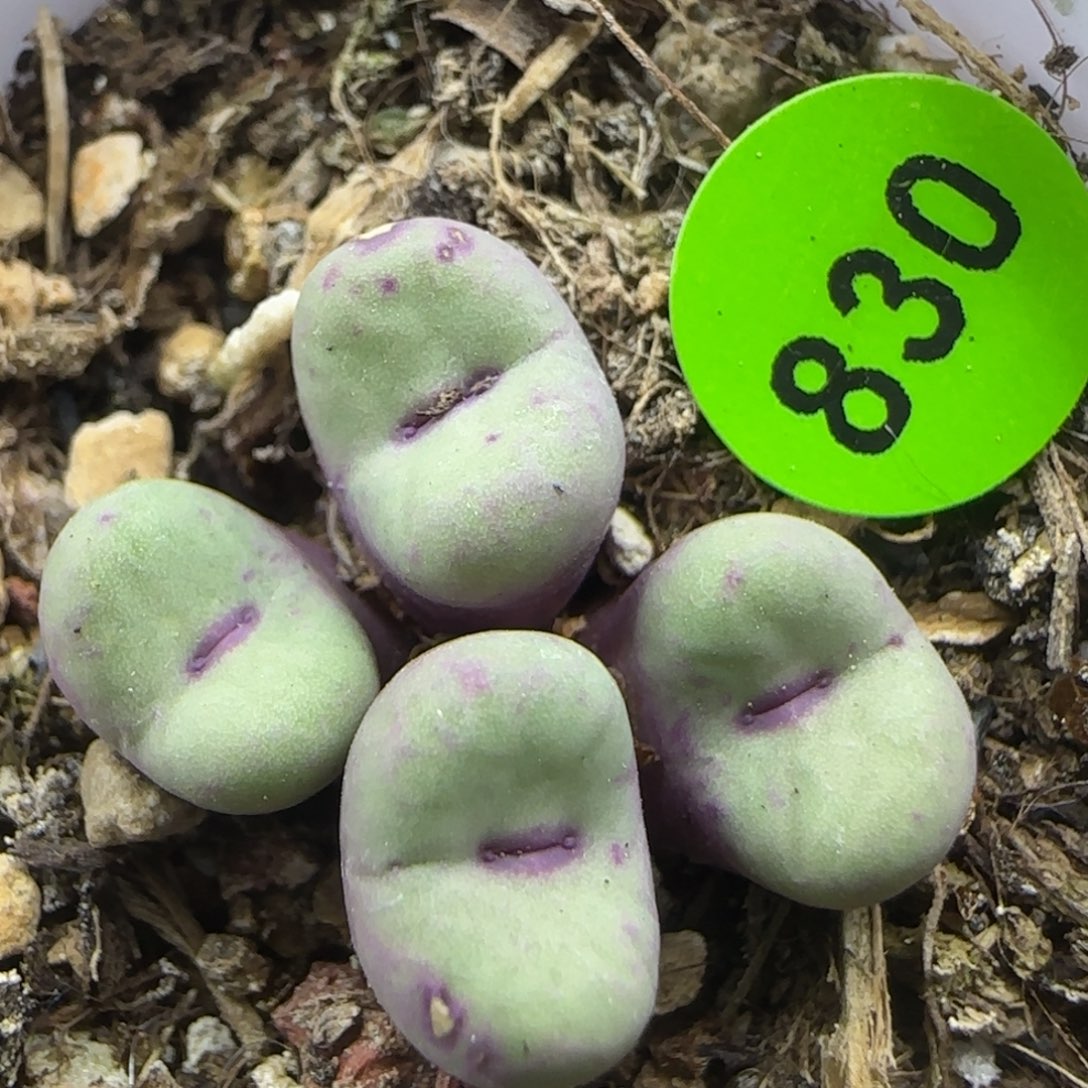 小红嘴群多肉植物