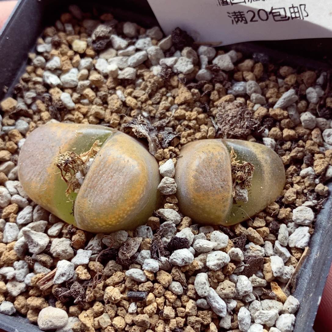 我的小姐姐们都是我的080