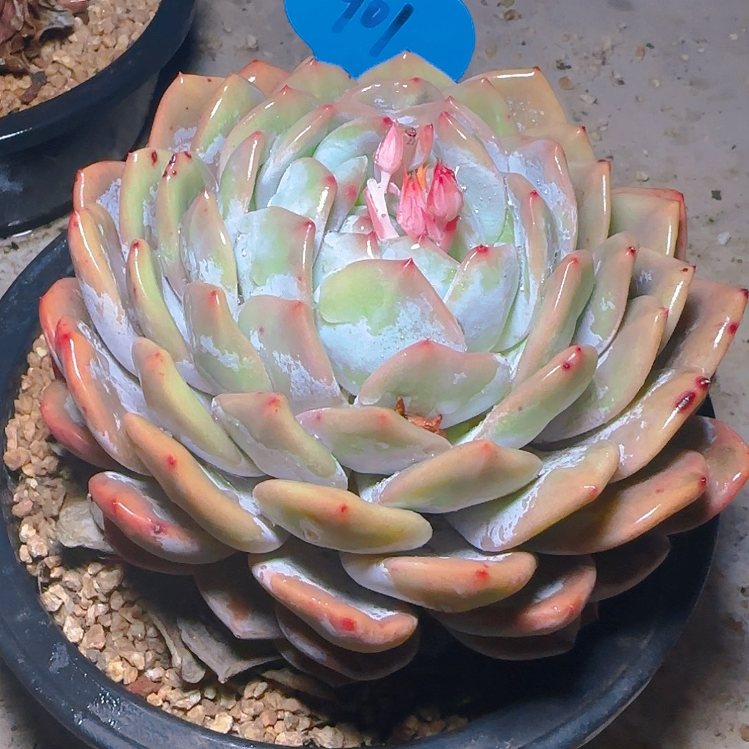 大单头橙梦露901号