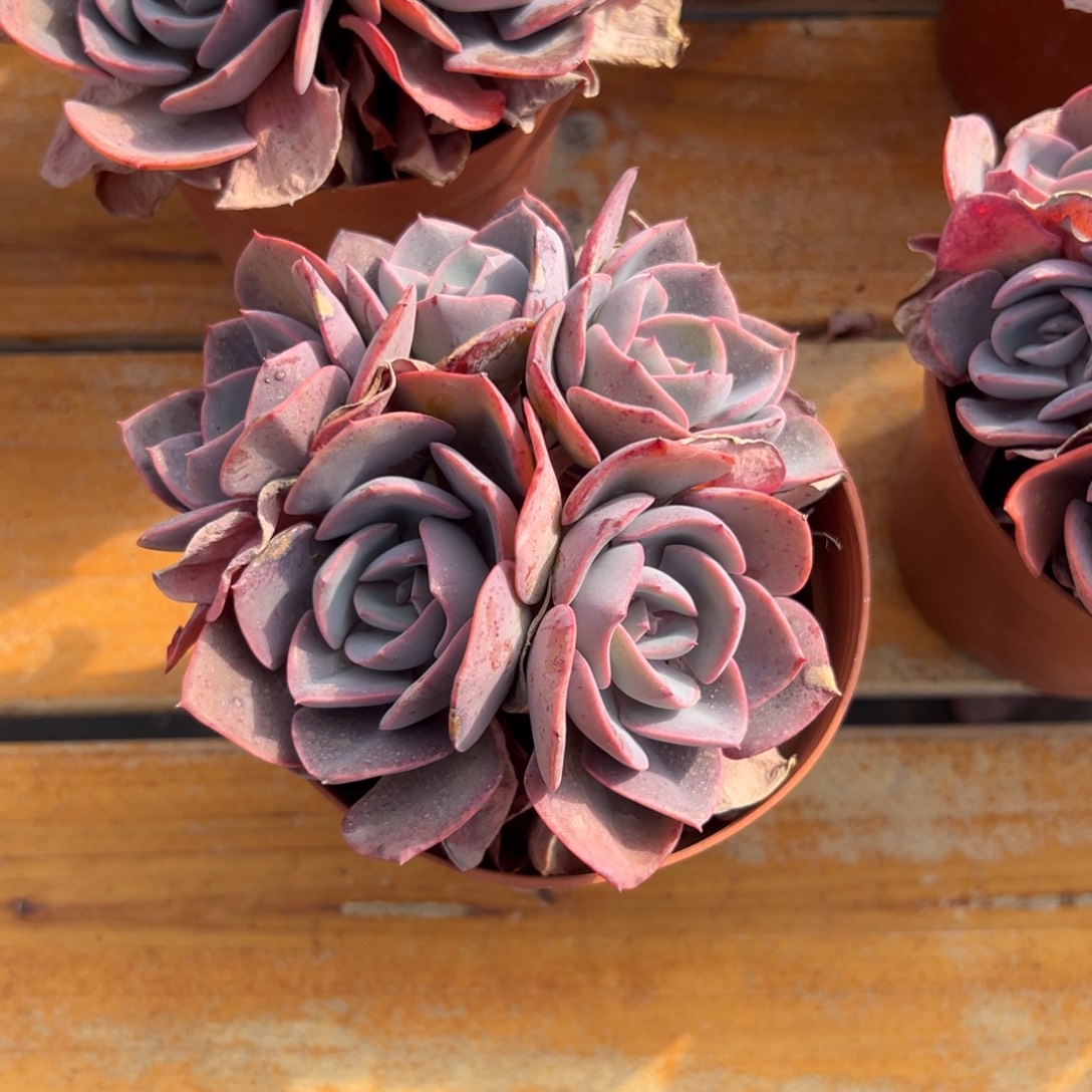 多肉小群尘埃玫瑰【非偏远地区满18包邮】