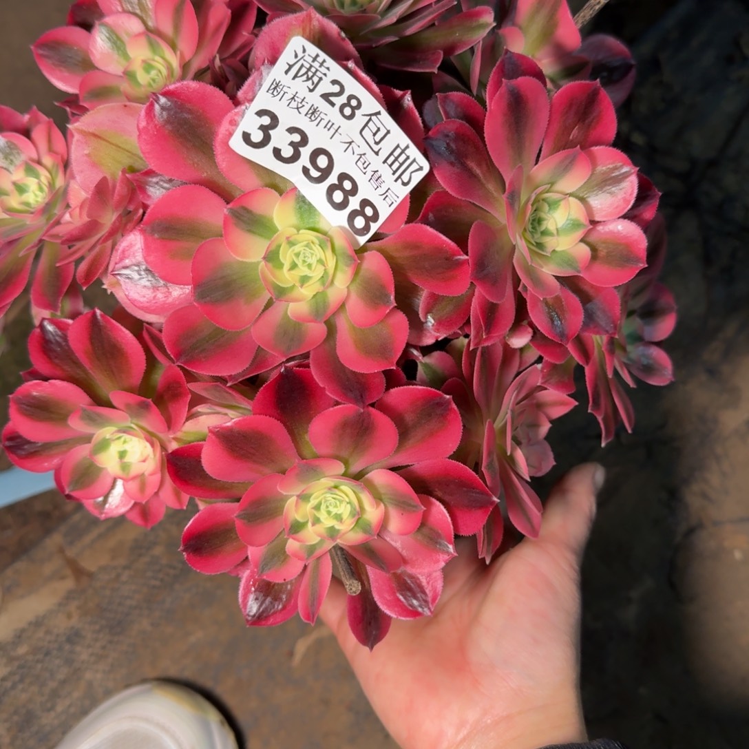 33988女巫多肉植物