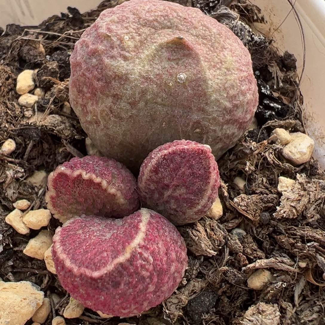 特价哈莫猪肝大苗多肉植物