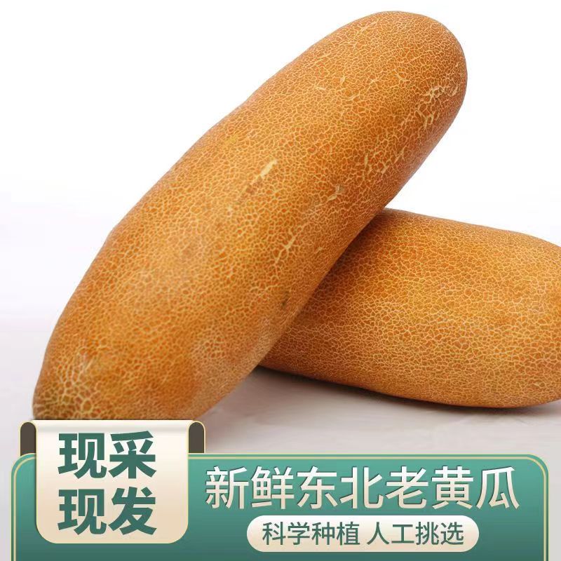 5斤 老黄瓜 5斤  现摘现发