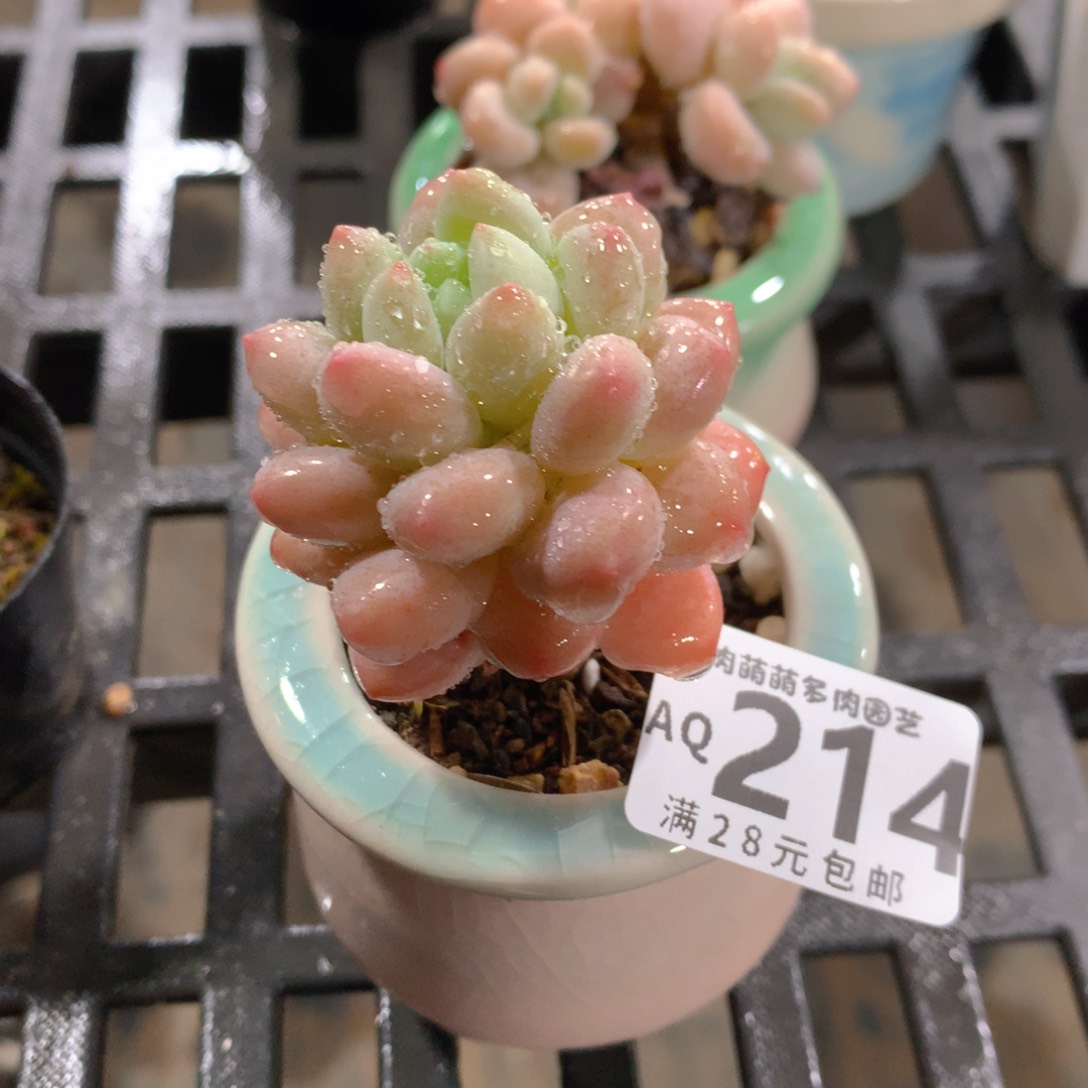 肉萌萌5cm拇指盆多肉AQ214