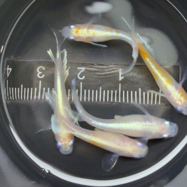 青鳉鱼碎花粉赤壁19号