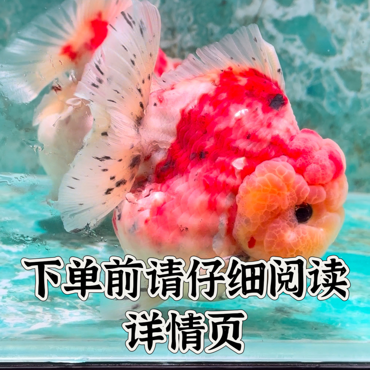 F1泰狮将军金鱼观赏鱼（一鱼一拍，图片仅供参考）