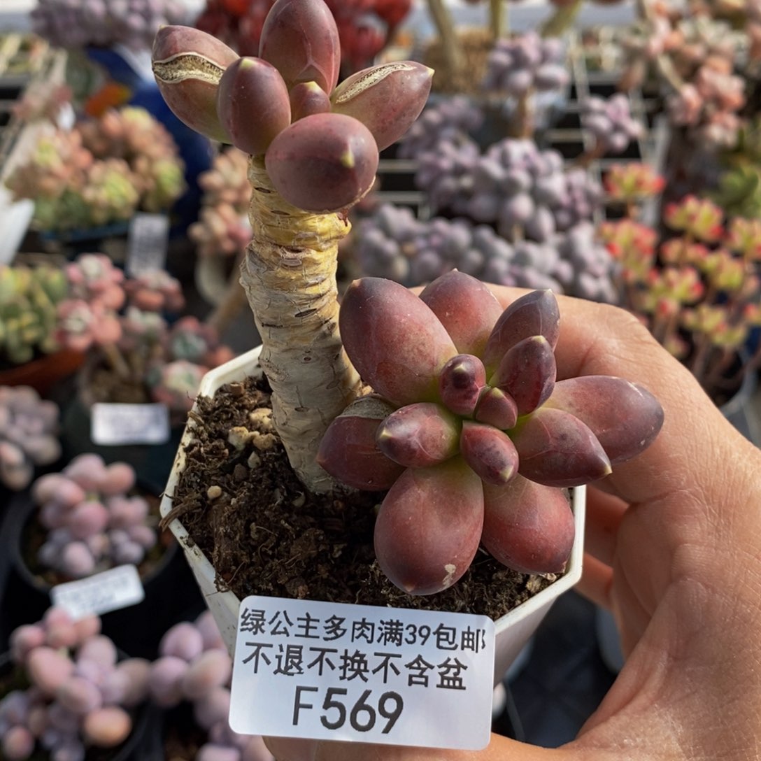 569香蕉树6cm多肉