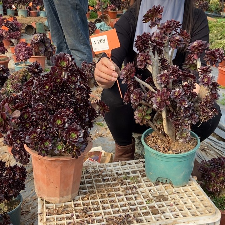 刘*冰268黑法师缀化老桩老桩