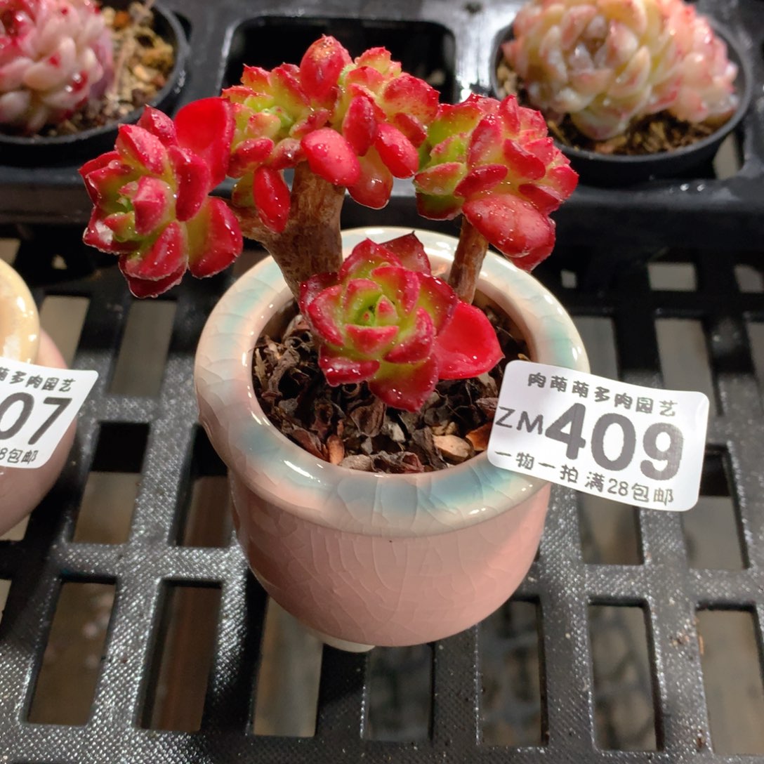 肉萌萌拇指盆精控多肉ZM408