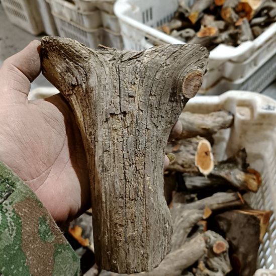 （***叁香榧木崖柏原叉崖柏原叉崖柏原叉