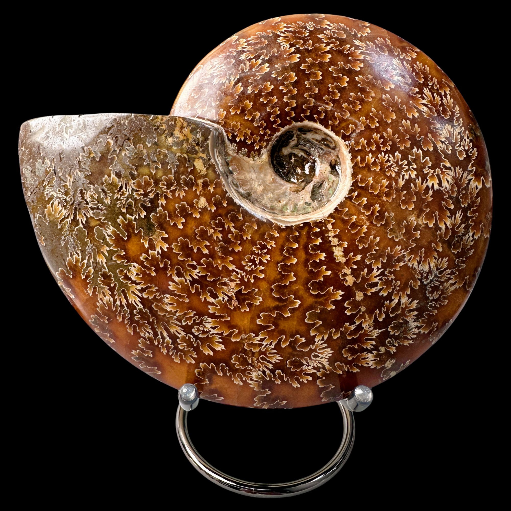 【 叶菊石（摆件）】尺寸178.6mm 玉化 马达加斯加 古贝壳 A