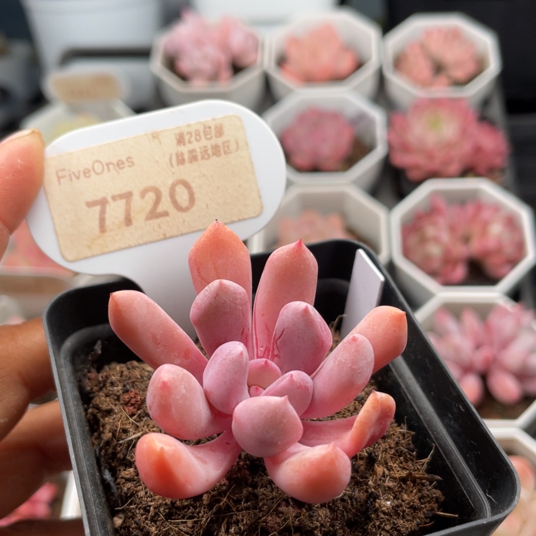 丘比特7720-4.5厘米