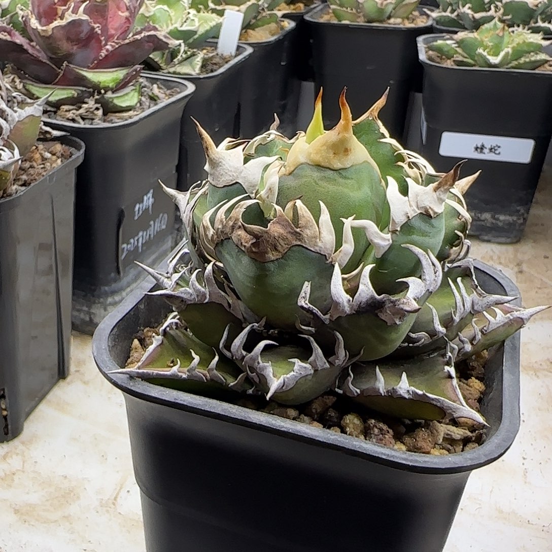 Z***N红猫111111111111