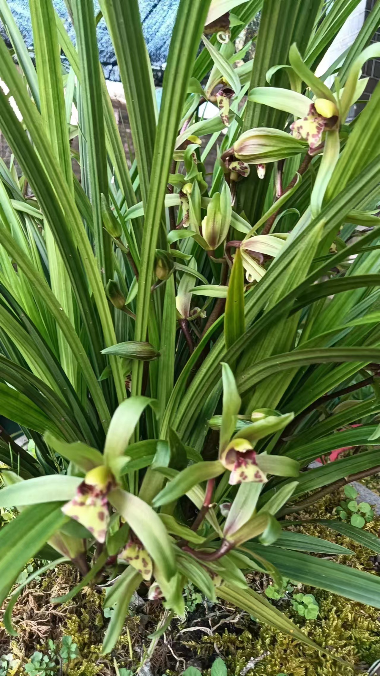 浓香型春兰蕙兰多花兰花苗适合阳台客厅种植