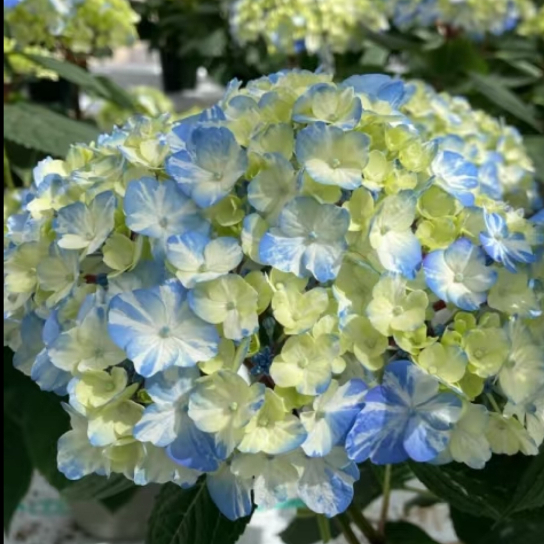 球晴天 一加仑 露天种植苗
