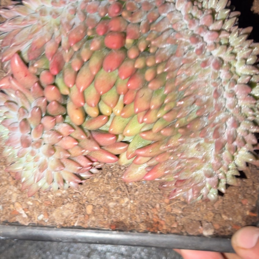 车厘子缀多肉植物20