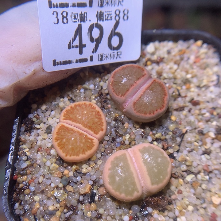 S精品生石花.496