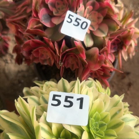 法师女巫金丝17-11