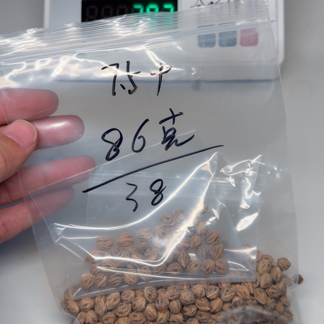 安***爸柏香籽/百香籽吊坠