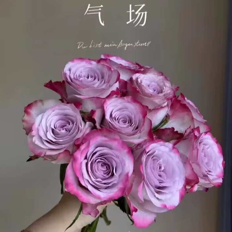 新鲜采摘气场玫瑰鲜花云南基地直发家用鲜花520情人节