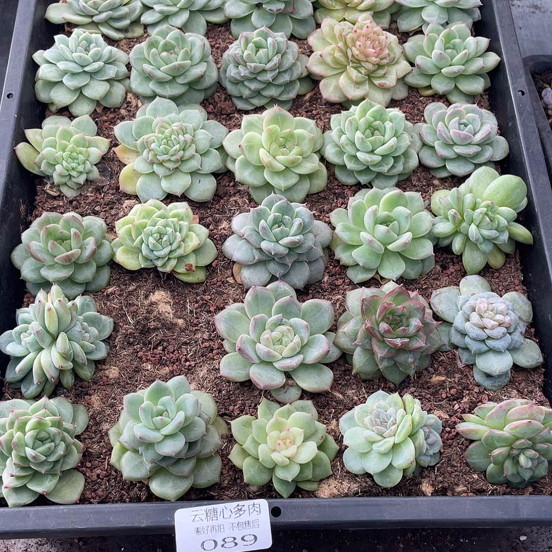 089号啊啊啊啊啊啊啊