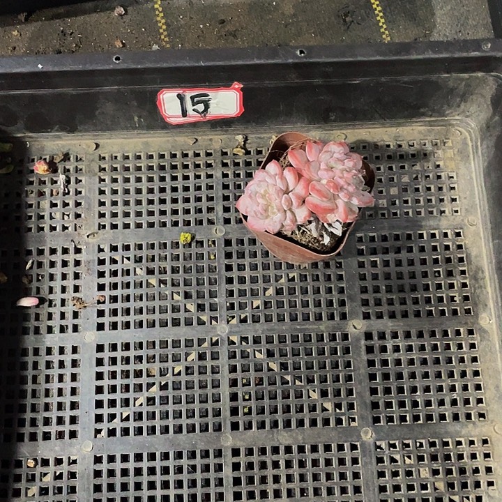 M***a15号筐嗲盆土发货