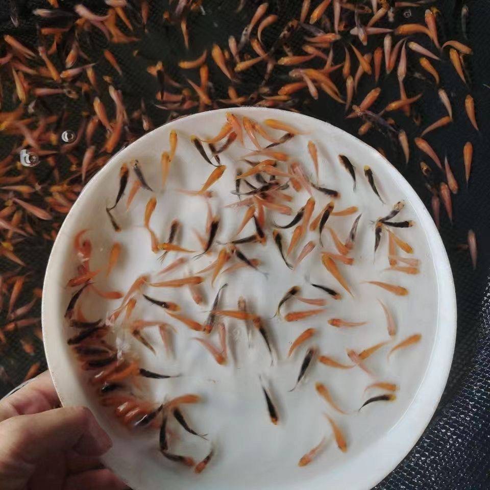 玛丽鱼苗观赏鱼好养耐活淡水鱼