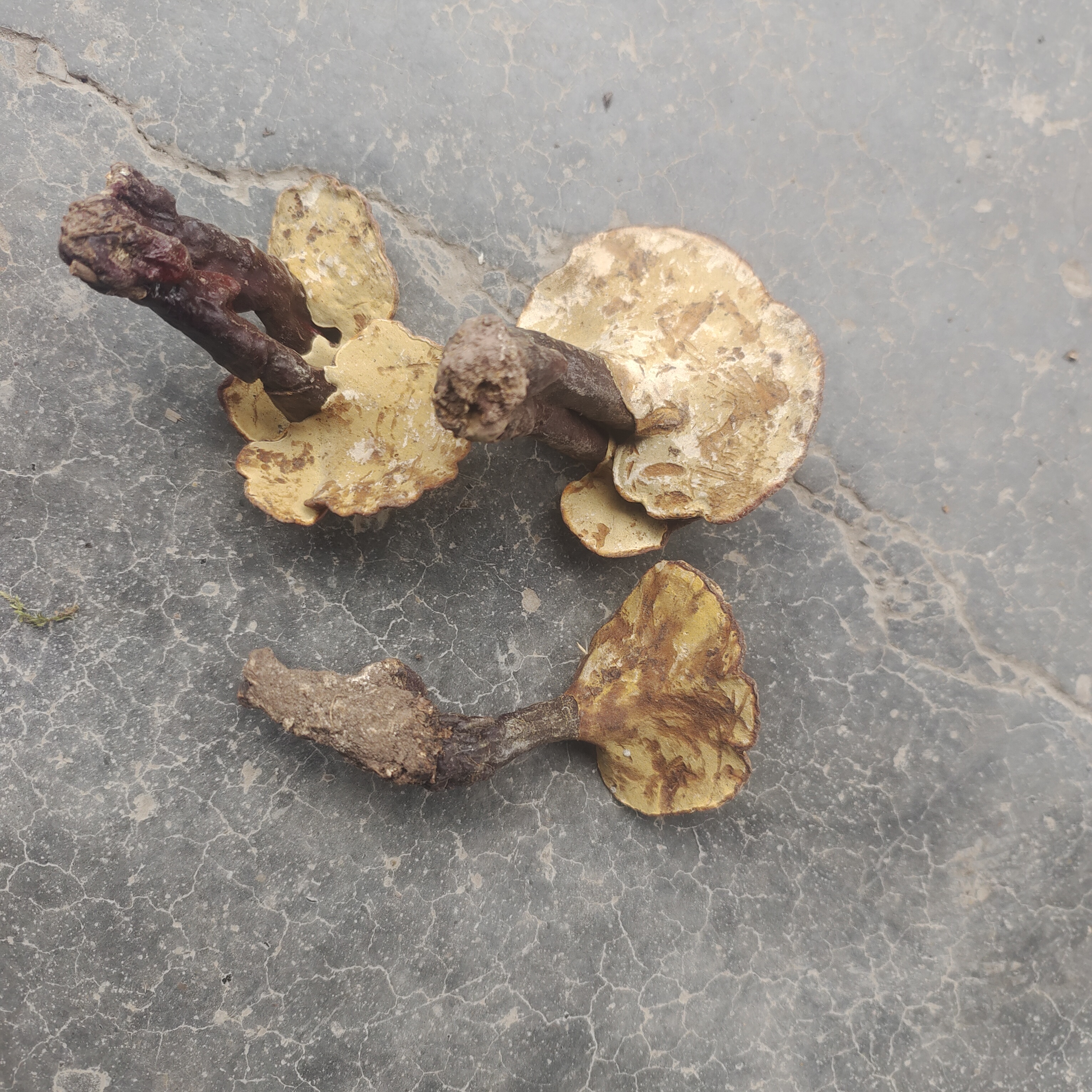 深山特产，赤灵芝