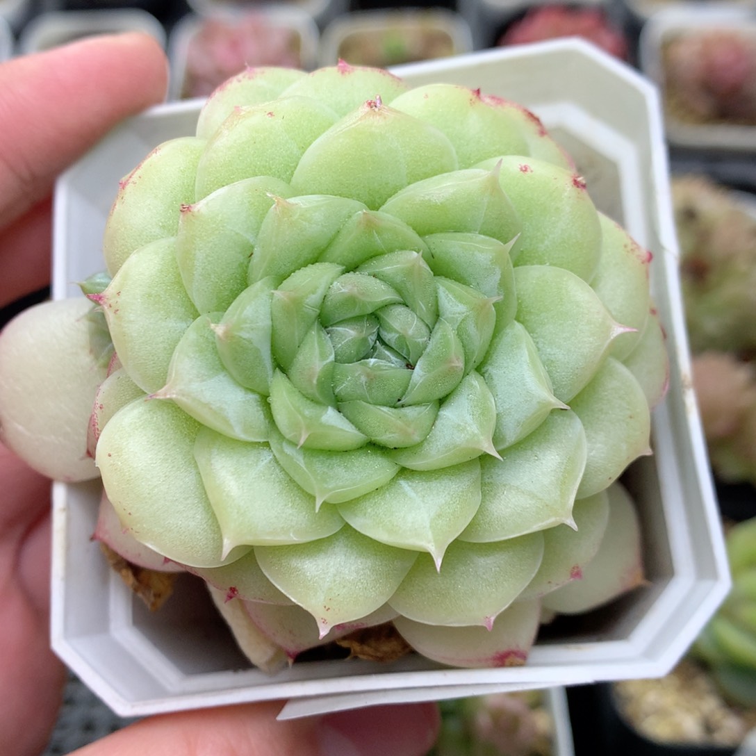 R31 ，柿子多肉20包邮